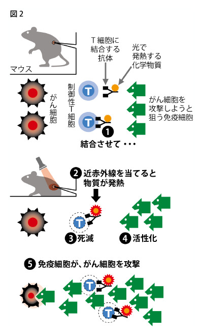 図２：　近赤外線のがん免疫療法の仕組み