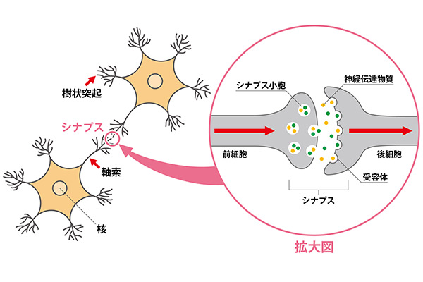 【図1】脳内の情報伝達の仕組み