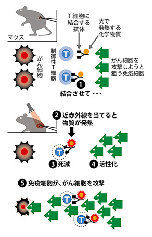 制御性T細胞をたたく方法