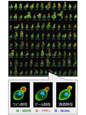 写真3：酵母の種類は1800万以上存在する（東大・大矢教授撮影）